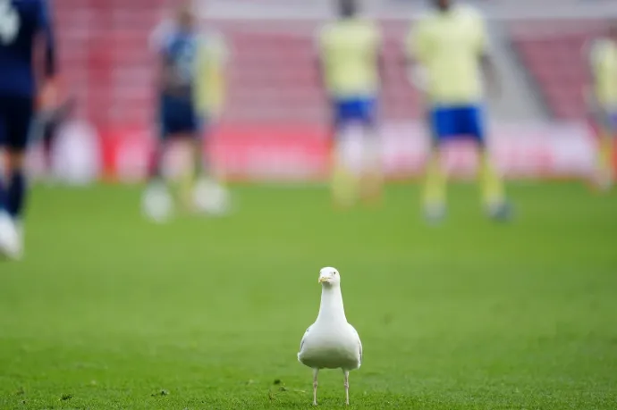 Repülő sirályt lőtt ki a török focikapus, majd egy játékos szakszerűen újraélesztette