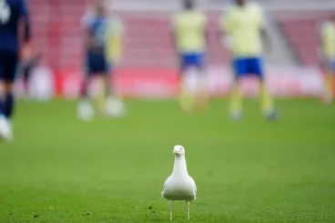 Repülő sirályt lőtt ki a török focikapus, majd egy játékos szakszerűen újraélesztette
