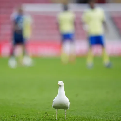 Repülő sirályt lőtt ki a török focikapus, majd egy játékos szakszerűen újraélesztette Kép