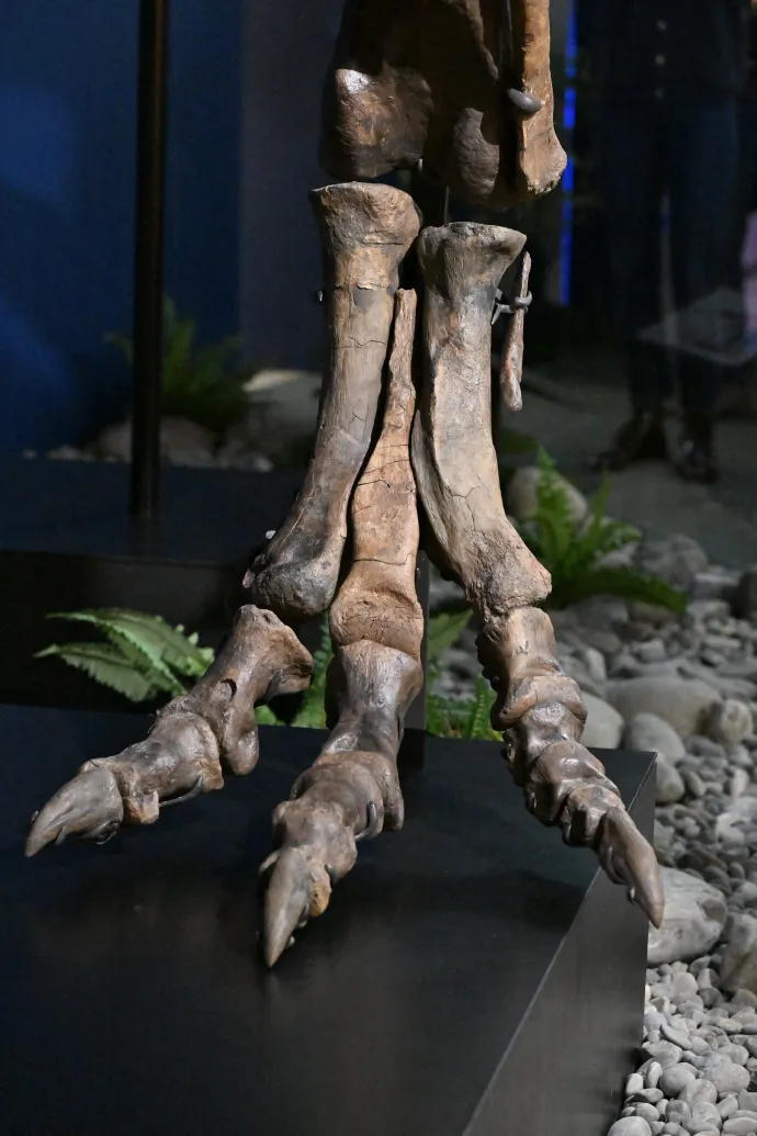 A „Trinity” Tyrannosaurus Rex csontváza a Sauriermuseum Aathal múzeumban, Seegrabenben, Svájcban, 2024. január 22-én – Fotó: Eric Lamand / BELGA MAG / AFP