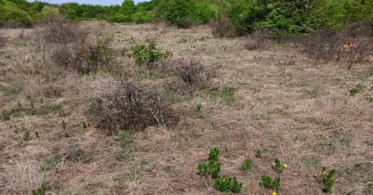 Kiemelt beruházási területté tenné a kormány a természeti értékekben gazdag budaörsi területet, de még a Fidesz jelöltje is tiltakozik ellene