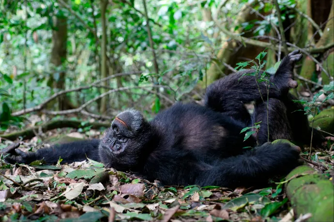 Kiderült, hogy a csimpánzok is szeretnek berúgni