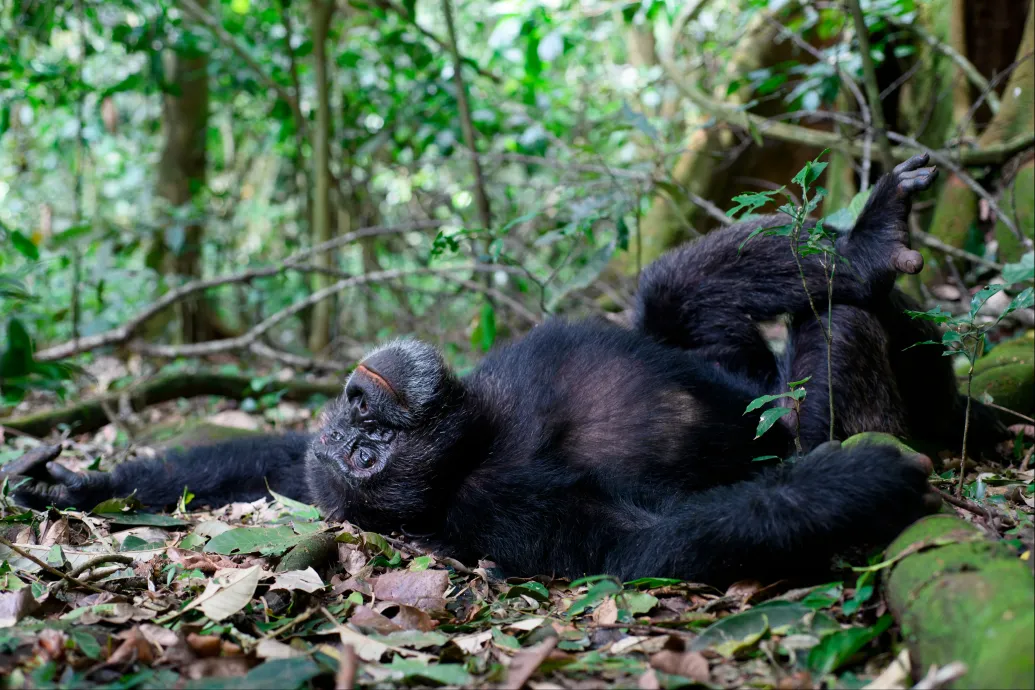 Kiderült, hogy a csimpánzok is szeretnek berúgni