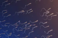 A spermák minősége júniusban és júliusban tetőzik, állítja egy kutatás