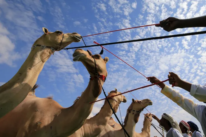 Botoxbotrány rázta meg az ománi teveszépségversenyt