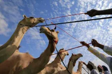 Botoxbotrány rázta meg az ománi teveszépségversenyt