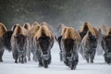 Átrendeződött a csorda a piacon