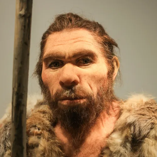 Aszimmetrikus örökség: A neandervölgyi apák dominanciája a hibridizációban