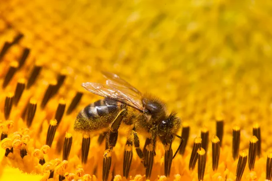 Hatályon kívül helyezték a méhgyilkos szerek engedélyezését a romániai mezőgazdaságban