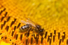 Hatályon kívül helyezték a méhgyilkos szerek engedélyezését a romániai mezőgazdaságban