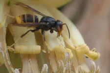 Arte: Hőkamerával átnézi a fákat, a jeladóval felszerelt darazsat pedig okostelefonján követi