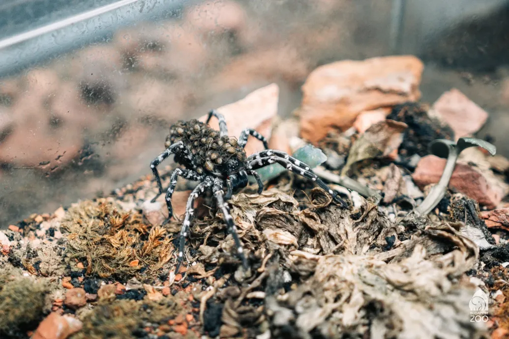 Kritikusan veszélyeztetett pókfaj szaporodott a Fővárosi Állat- és Növénykertben