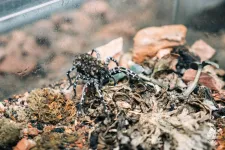 Kritikusan veszélyeztetett pókfaj szaporodott a Fővárosi Állat- és Növénykertben