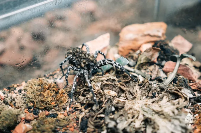 Fotó: Fővárosi Állat- és Növénykert / Facebook