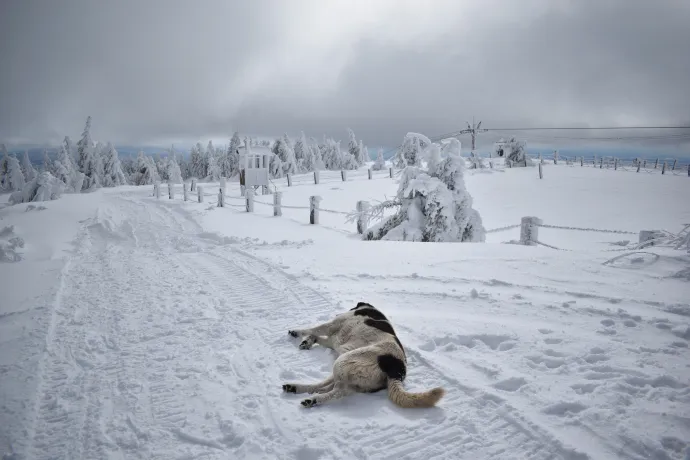 Csúszás 1700 méterről Hargitafürdőig – Fotók: Tőkés Hunor / Transtelex
