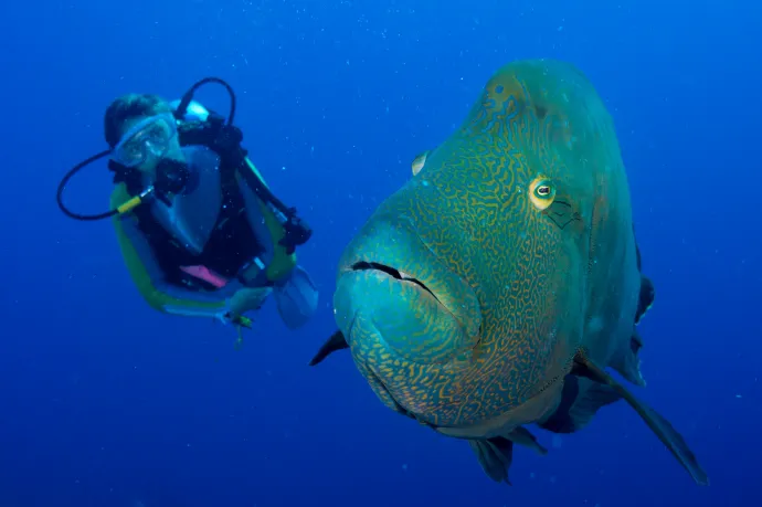 A hal a vízből veszi ki az oxigént. De mégis hogyan?
