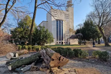 Zúgnak a láncfűrészek a Városmajorban