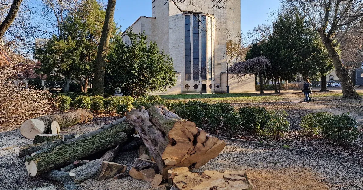 Zúgnak a láncfűrészek a Városmajorban