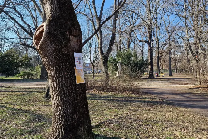 „Ezt a fát hamarosan kivágjuk!" – Fotó: Thüringer Barbara / Telex