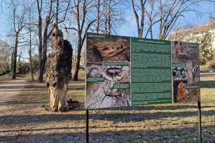 Még két társat fog kapni ez a holtfa – Fotó: Thüringer Barbara / Telex