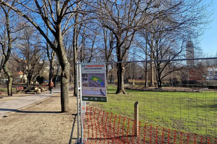 Elzárt terület idős fa köré épített televénnyel – Fotó: Thüringer Barbara / Telex