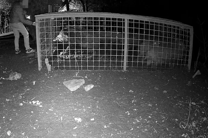 Fotón, ahogy valaki kiengedi a XII. kerületi befogott vaddisznókat, az önkormányzat feljelentést tett