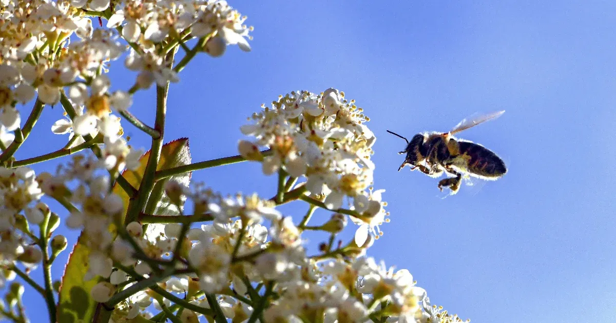 Itt az allergiaszezon, izzik a Semmelweis Egyetem tünetellenőrző appja