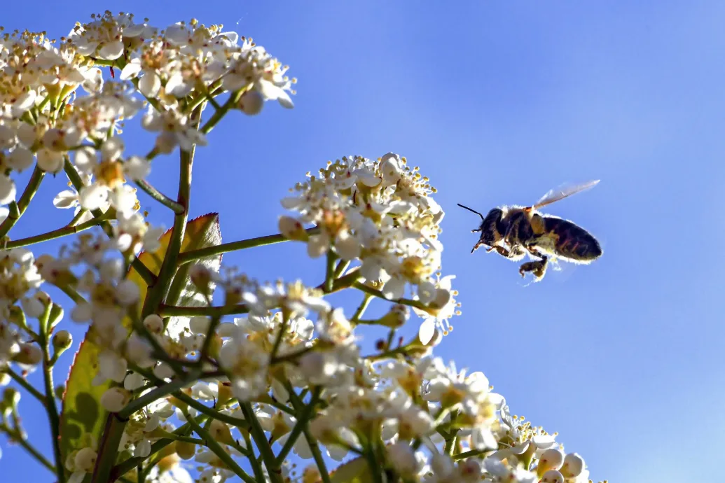 Itt az allergiaszezon, izzik a Semmelweis Egyetem tünetellenőrző appja