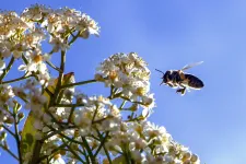 Itt az allergiaszezon, izzik a Semmelweis Egyetem tünetellenőrző appja