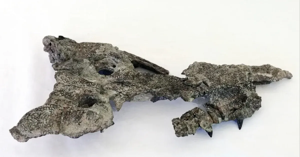 Több mint 80 millió éve még krokodilok vadásztak a Bakonyban