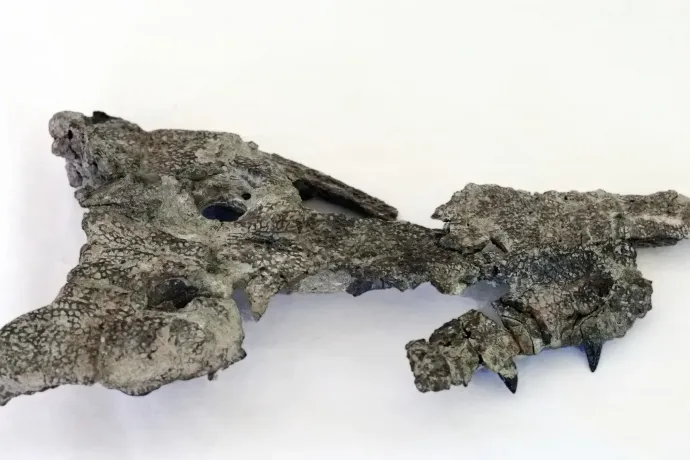 Több mint 80 millió éve még krokodilok vadásztak a Bakonyban