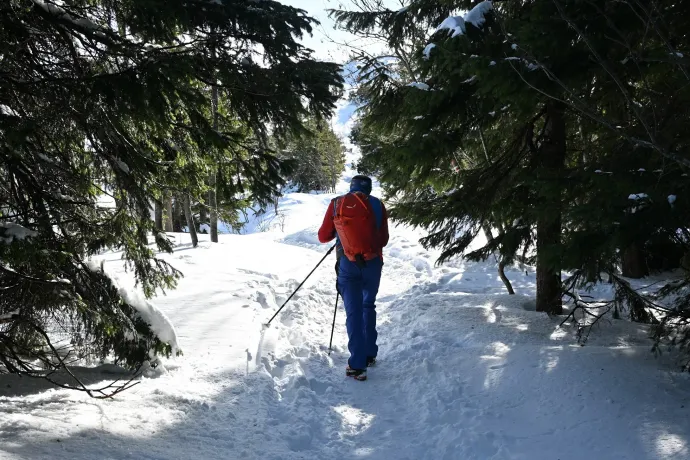 A fenyőerdő, a „magyar” hópózna, és a görnyedt törpefenyők háttérben a Magas-Tátrával – Fotó: Tenczer Gábor / Telex