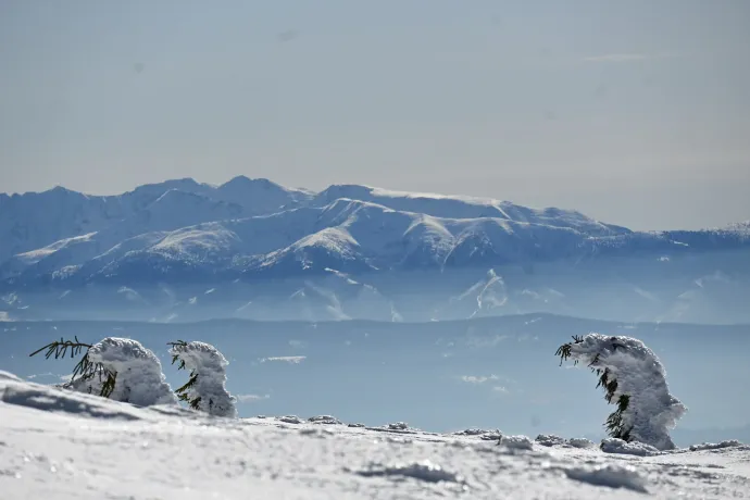 A fenyőerdő, a „magyar” hópózna, és a görnyedt törpefenyők háttérben a Magas-Tátrával – Fotó: Tenczer Gábor / Telex