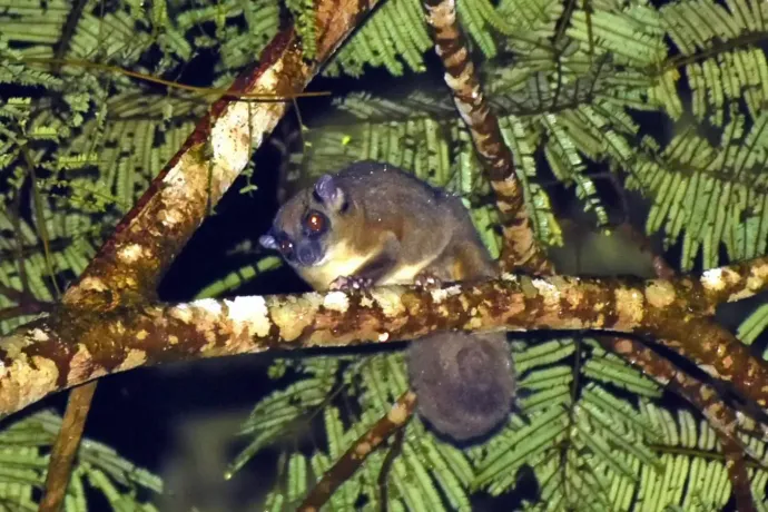 Gyűrűsfarkú repülőmókus – Fotó: Tim Flannery és társai