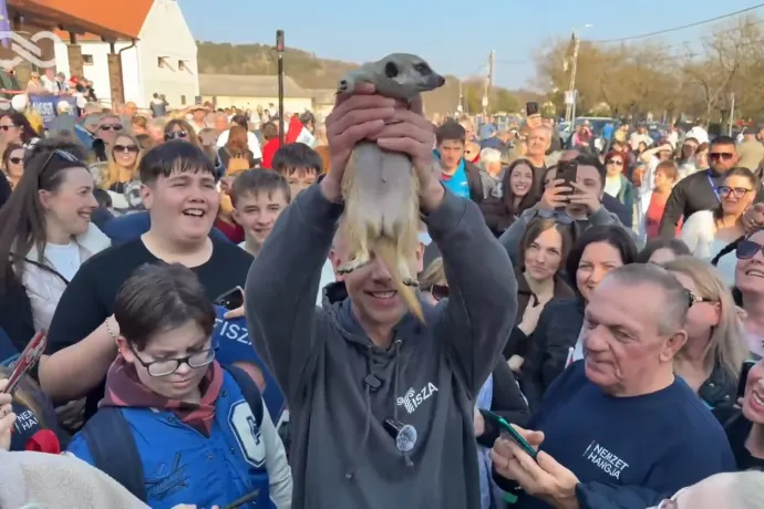 Magyar Péter felemelt egy csóri szurikátát