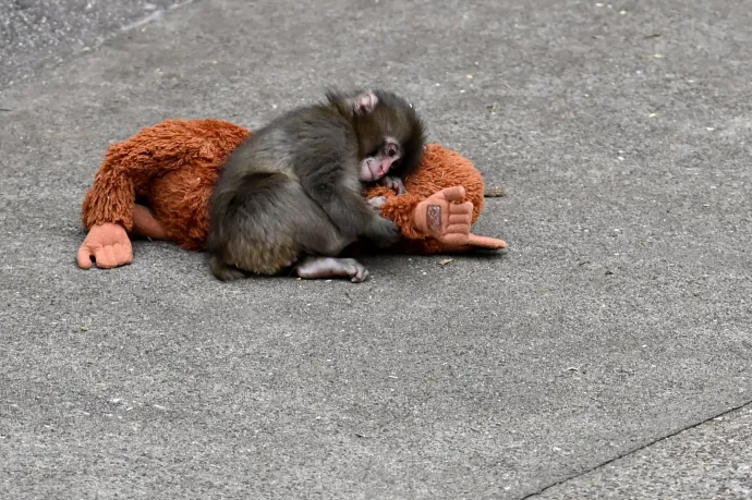 Kezd igazi barátokat szerezni Punch, a japán állatkertben plüssmajommal barátkozó makákó