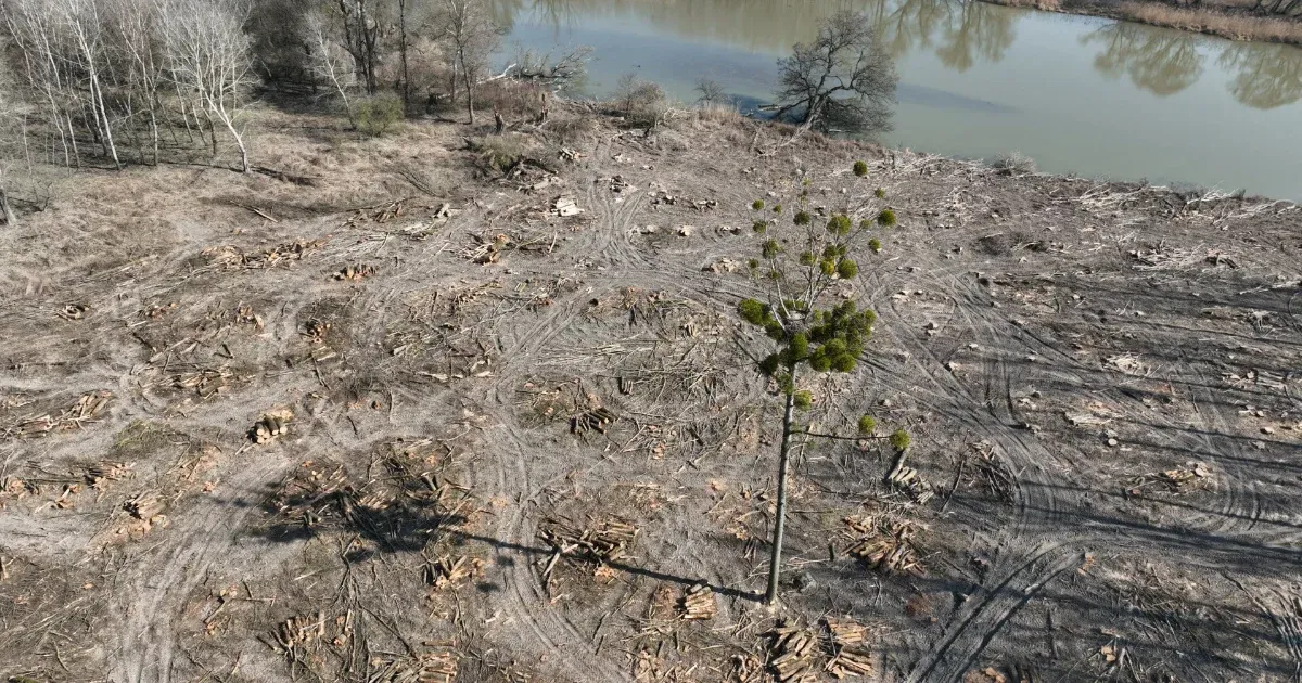 Fokozottan védett területen vágtak ki fákat a Szigetközben, Szabó Rebeka feljelentést tesz az ügyben