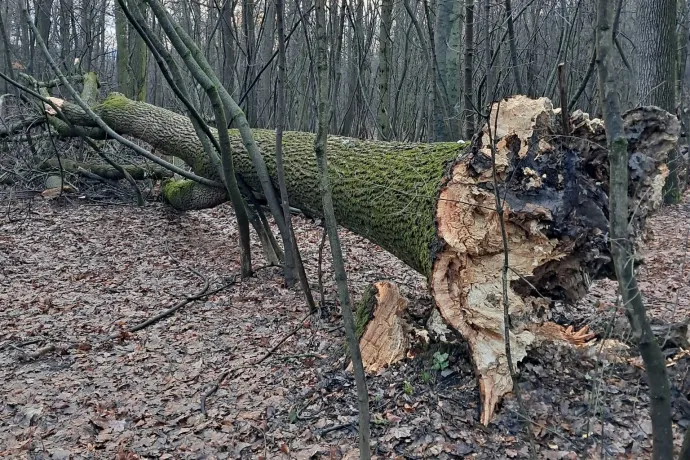 Ha ez így megy tovább, húsz év alatt kipusztulhatnak a hazai kőrisfák