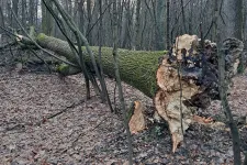 Ha ez így megy tovább, húsz év alatt kipusztulhatnak a hazai kőrisfák