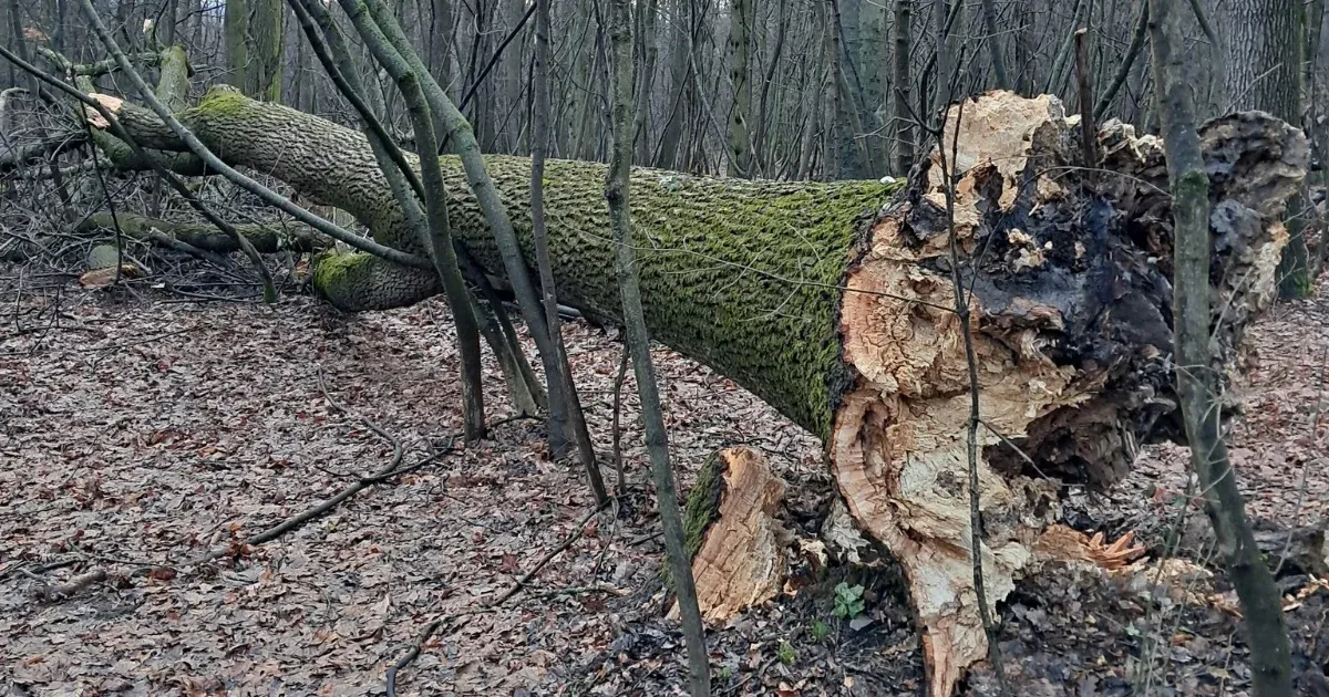 Ha ez így megy tovább, húsz év alatt kipusztulhatnak a hazai kőrisfák