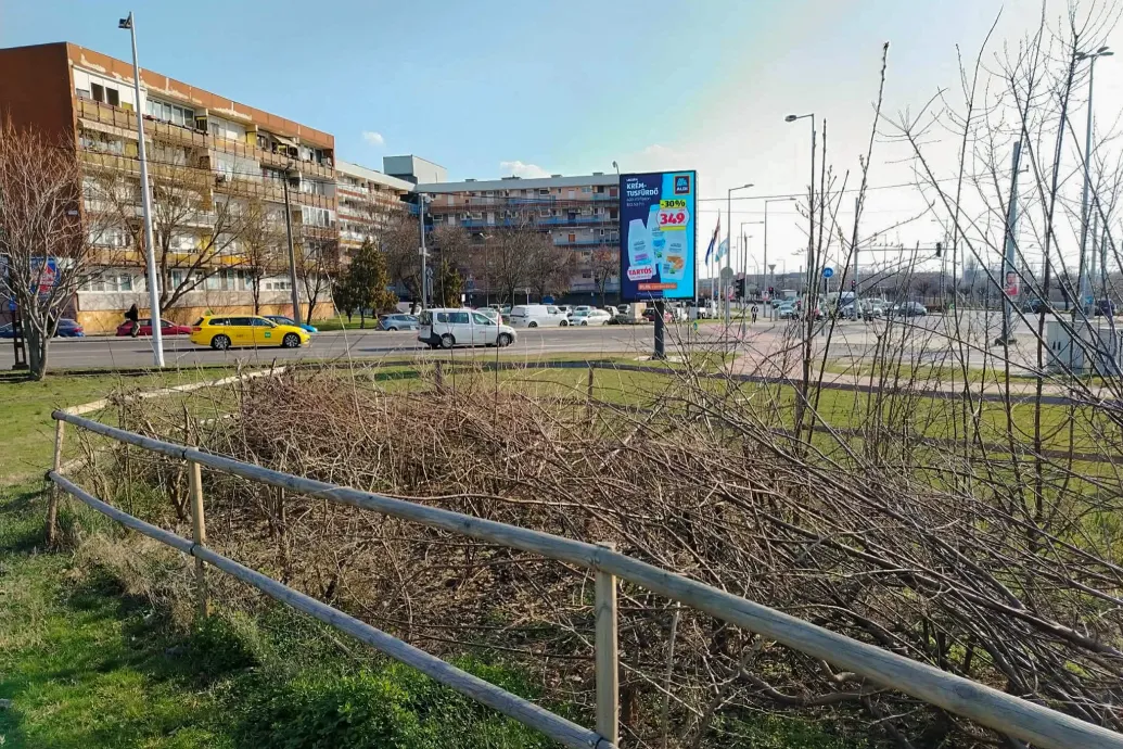 Kétszer megrongálták, harmadszorra lekaszabolták a Miyawaki-erdőt a Soroksári úton