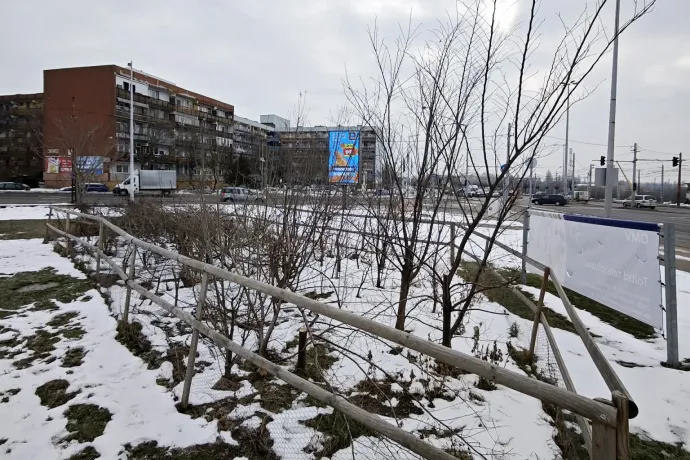 A januári rongálás után – Fotó: 10 millió Fa Alapítvány