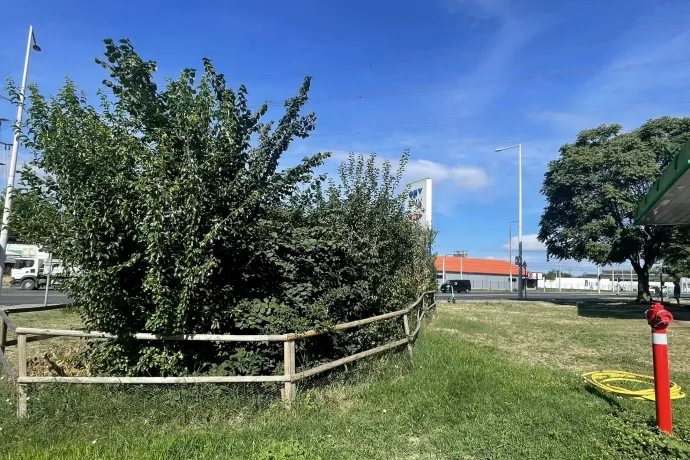 Így nézett ki tavaly nyáron a Miyawaki-erdő – Fotó: 10 millió Fa Alapítvány