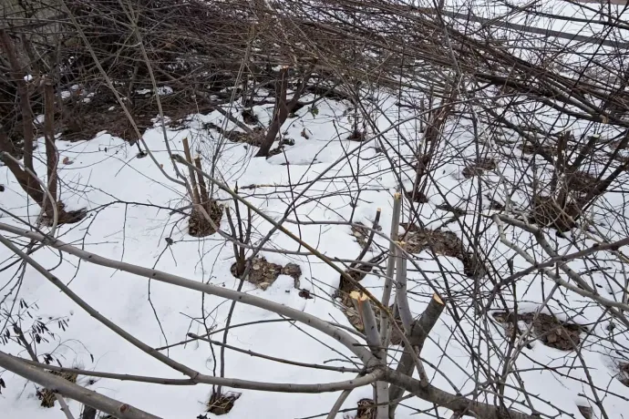 A januári rongálás után – Fotó: 10 millió Fa Alapítvány