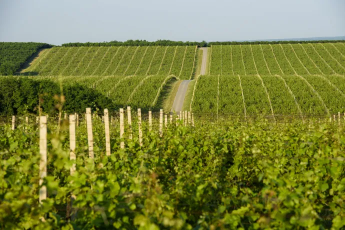 Baranja borvidék – Fotó: Matija Šćulac