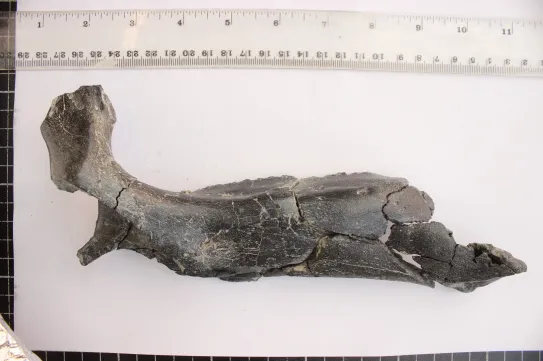 Eddig ismeretlen dinoszauruszfajt azonosítottak Erdélyben