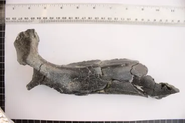 Eddig ismeretlen dinoszauruszfajt azonosítottak Erdélyben