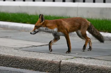 Felszökött egy róka egy Angliából induló teherhajóra, New Yorkban kötött ki
