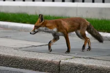 Felszökött egy róka egy Angliából induló teherhajóra, New Yorkban kötött ki