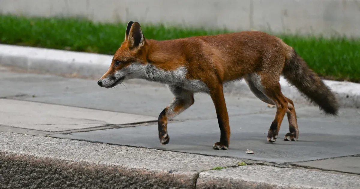 Felszökött egy róka egy Southamptonból induló teherhajóra, New Yorkban kötött ki